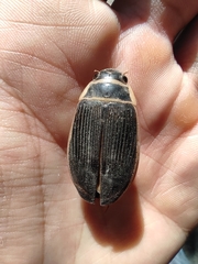 Dytiscus marginalis