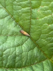 Dichrorampha flavidorsana