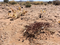 Eriogonum rotundifolium