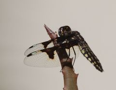 Palpopleura portia