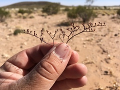 Eriogonum rotundifolium