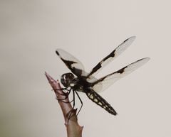 Palpopleura portia