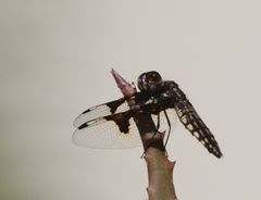 Palpopleura portia