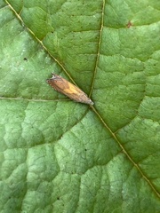 Dichrorampha flavidorsana