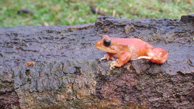 Eupsophus altor Nuñez, Rabanal & Formas, 2012