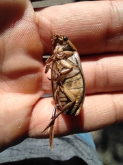 Dytiscus marginalis