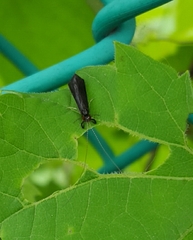 Mystacides sepulchralis