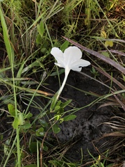 Ruellia noctiflora