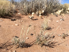 Muhlenbergia arenacea