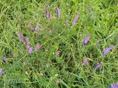 Vicia tenuifolia