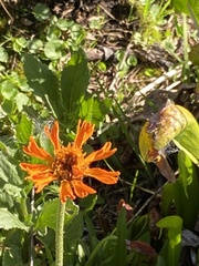 Raillardella pringlei