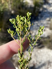 Phylica lasiocarpa