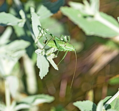 Poecilimon macedonicus