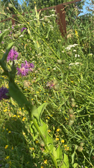 Centaurea scabiosa adpressa