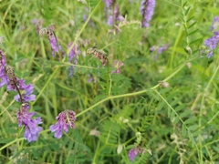 Vicia tenuifolia