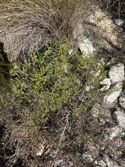 Phylica lasiocarpa