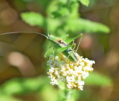 Poecilimon macedonicus