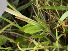 Ruellia noctiflora
