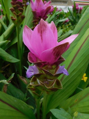 Curcuma