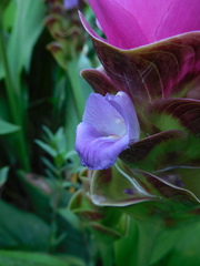 Curcuma