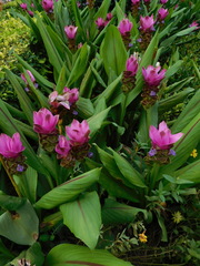 Curcuma