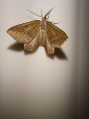 Scotopteryx
