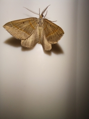 Scotopteryx