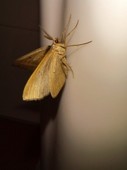 Scotopteryx