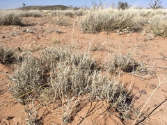 Scleropogon brevifolius