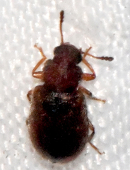 Paratenetus