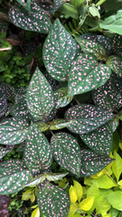 Hypoestes phyllostachya