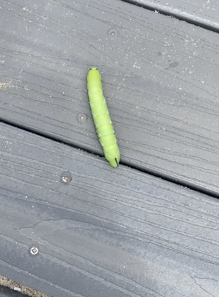 Wild Cherry Sphinx