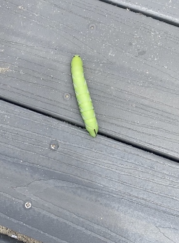 Wild Cherry Sphinx
