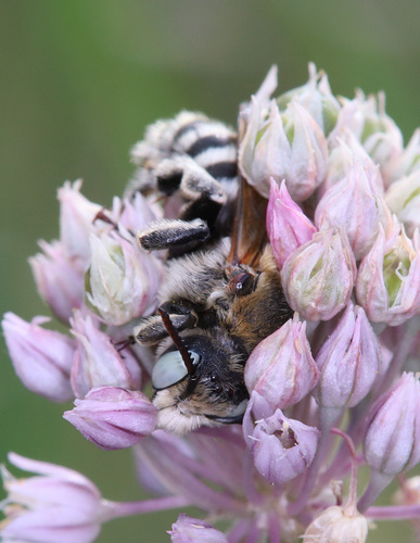 Hoplitis curvipes