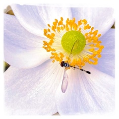 Victoriana attenuata