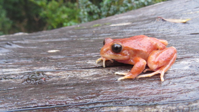 Eupsophus altor Nuñez, Rabanal & Formas, 2012