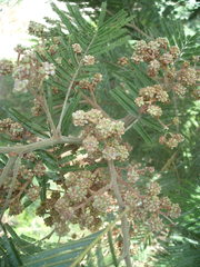 Dasineura rubiformis