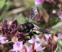 Megachile albocristata