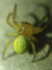 Araniella alpica