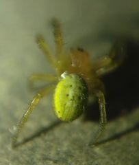 Araniella alpica