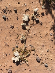 Apodanthera undulata