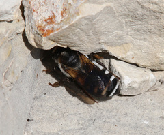 Megachile albocristata