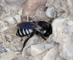 Megachile albocristata