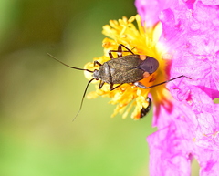 Closterotomus cinctipes