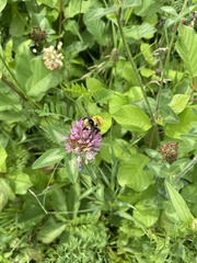 Bombus borealis