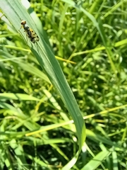 Melieria