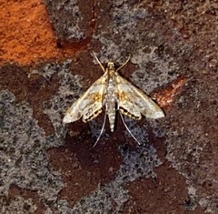 Chrysendeton