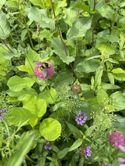 Bombus borealis