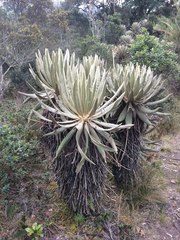 Espeletia occidentalis