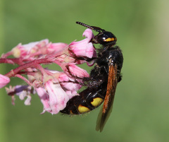 Scolia fuciformis
